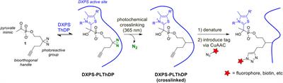 An activity-based probe for antimicrobial target DXP synthase, a thiamin diphosphate-dependent enzyme